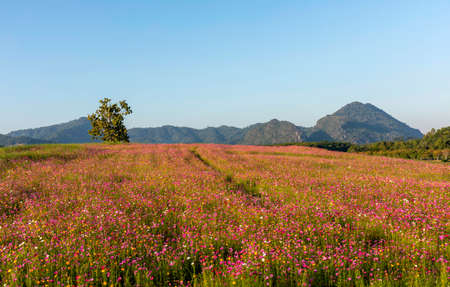 Colourful of cosmos flower blossom field with nature background