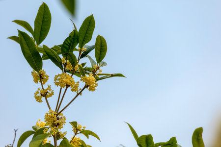 Group of white Sweet Osmanthus or Sweet olive flowers blossom on its tree in spring timeの写真素材