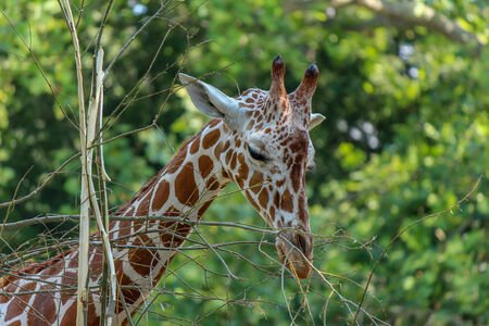 Giraffe portrait close up eating from treeの写真素材