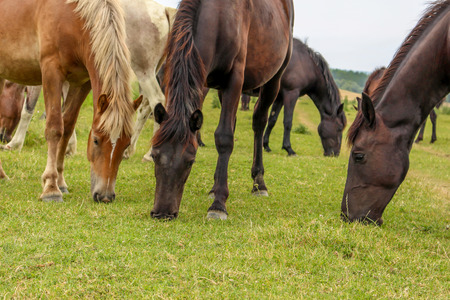 Beautiful horses grazing on meadowの写真素材