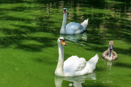 Swan fammily swimming on green watter lakeの写真素材