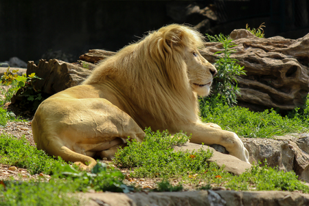 White lion portrait on green grassの写真素材