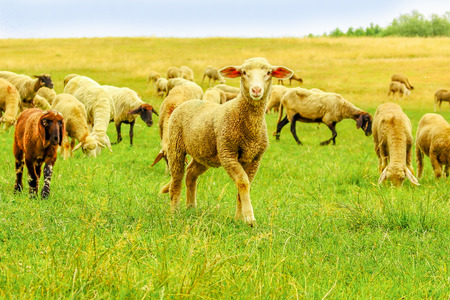 Big herd of sheep on a meadowの写真素材