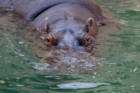 Hippo - The hippopotamus on the waterの写真素材