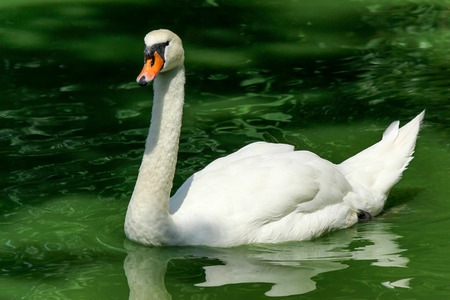 Swan on lakeの写真素材