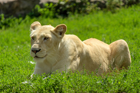 White lioness on green grassの写真素材