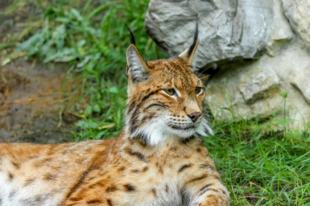 Portrait of bobcat lying on the rock under the treeの写真素材