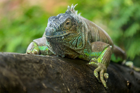 Portrait of a green iguana lying on the branch of treeの写真素材