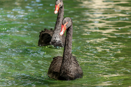 Two black swans on riverの写真素材