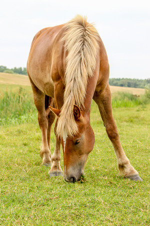Beautiful horse grazing on meadowの写真素材