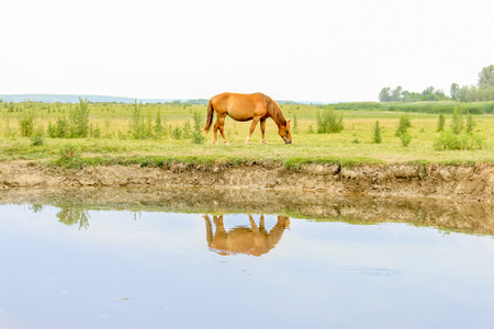 Horse on a meadow near waterの写真素材
