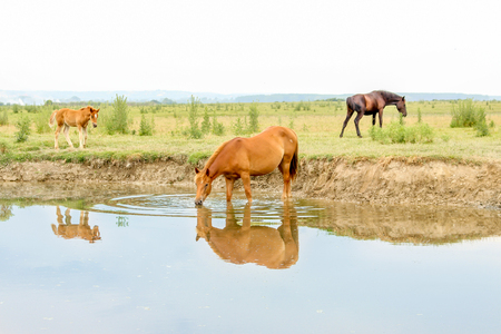 Horses on a meadow and waterの写真素材