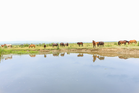 Horses on a meadow near waterの写真素材