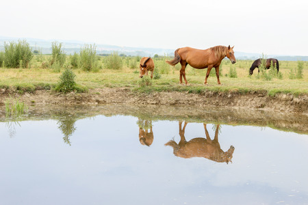 Horses on a meadow near waterの写真素材
