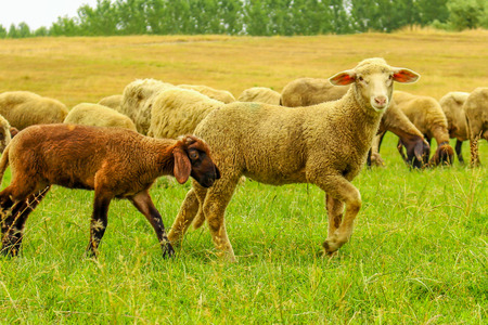 Herd of sheep on a meadowの写真素材