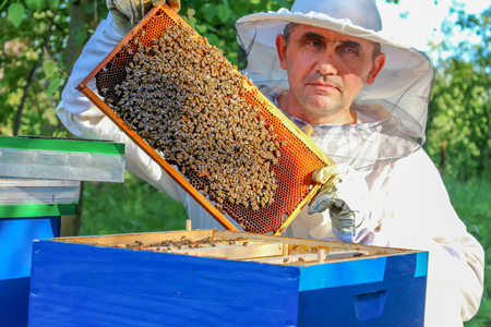 Beekeeper holding a frame of honeycombの写真素材
