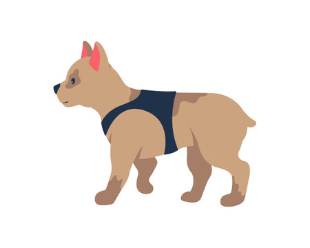 Adopting french bulldog puppy semi flat color vector character. Full body animal on white. Small dog wearing harness isolated modern cartoon style illustration for graphic design and animationのイラスト素材