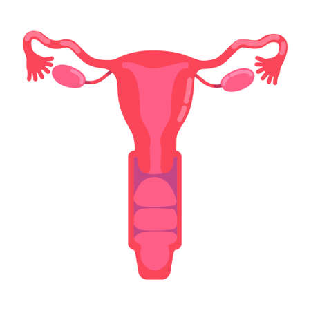 Female reproductive system semi flat color vector object. Fallopian tubes. human organ anatomy. Full...