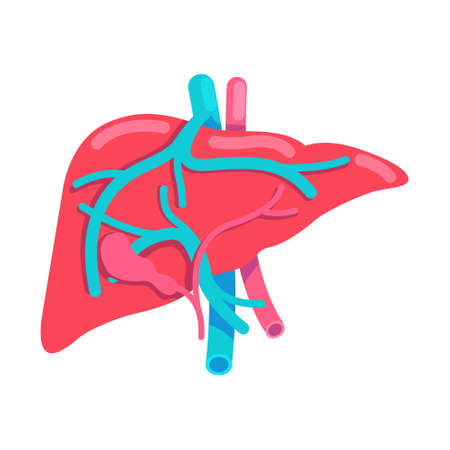 Liver semi flat color vector object. internal organ. Full sized item on white. Check liver functions. human organ anatomy. Simple cartoon style illustration for web graphic design and animationのイラスト素材