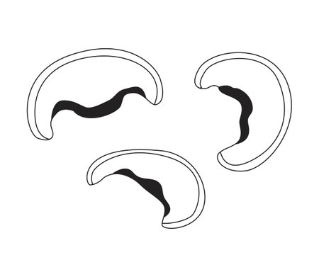 Three mushroom caps sliced 2D line object. Edible fungi. Cooking ingredients. Vegan protein. Earthy flavor. Natural food isolated clipart vector ink outline item. Monochrome spot illustrationのイラスト素材