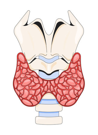 Thyroid anatomy with larynx and trachea 2D vector illustration. Hormone production organ. Butterfly-shaped endocrine gland diagram flat object isolated on white background. Colorful cartoon imageのイラスト素材
