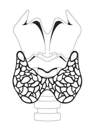 Thyroid anatomy with larynx and trachea outline illustration. Hormone production organ. Butterfly-shaped endocrine gland diagram 2D line object isolated on white. Monochrome vector ink linear imageのイラスト素材