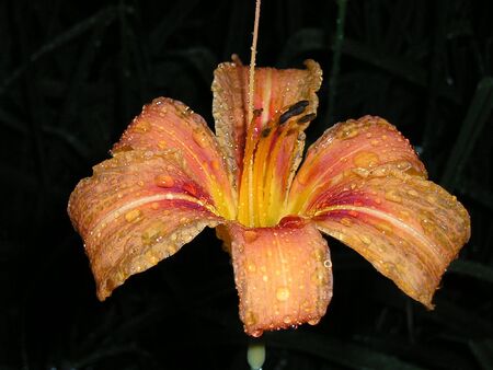 orange lily with drops of rain on its petalsの写真素材