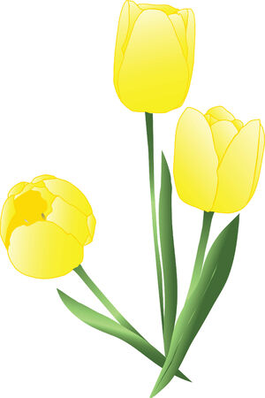 Vector yellow tulips over whiteのイラスト素材