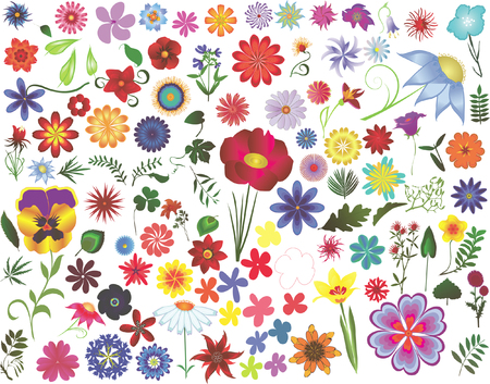 Set of colored  floral design elements: flowers and leavesのイラスト素材