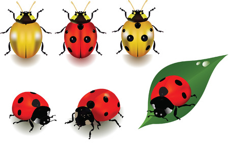 Ladybugs over white background.のイラスト素材