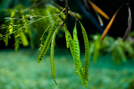 The  acacia is flower at tree  with  vegetable white background,の写真素材