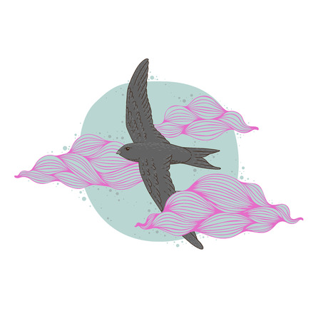 Illustration with swift and clouds. Vector illustration isolated on whiteのイラスト素材