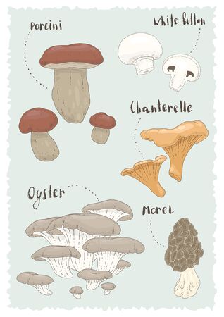 Set of edible mushrooms. Vector illustrationのイラスト素材
