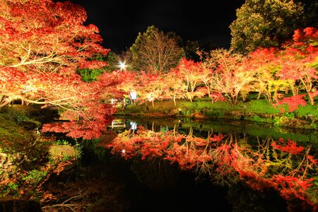 ILLUMINATION AT NABANA NO SATO,MIE,JAPAN.- with attractive autumn leavesのeditorial素材