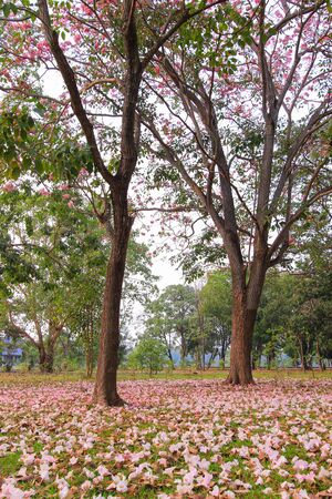 "Falling Flowers"-Tabebuia rosea(pink poui,rosy trumpet tree),a neotropical tree.Flowers are large, in various tones of pink to purple, and appear while the tree has none, or very few  leaves.の写真素材