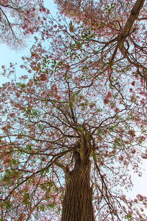 Tabebuia rosea(pink poui,rosy trumpet tree) is a neotropical tree.Flowers are large, in various tones of pink to purple, and appear while the tree has none, or very few leaves.の写真素材