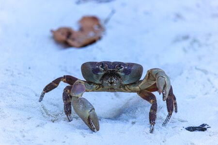 chicken crab on the beach of Tachai Island,Similan Islands National Park,Phang Nga Province,southern Thailand.の写真素材