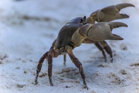 chicken crab on the beach of Tachai Island,Similan Islands National Park,Phang Nga Province,southern Thailand.の写真素材