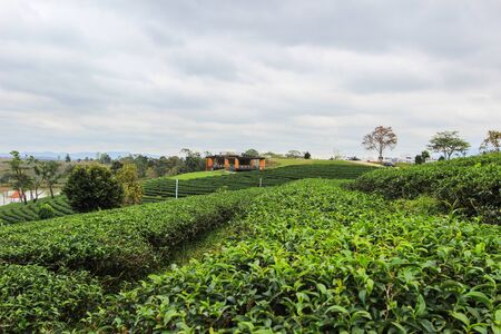 Choui Fong Tea Plantation, Mae Chan District, Chiang Rai ,Northern Thailandの写真素材