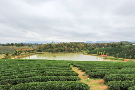 green nature at Choui Fong Tea Plantation, Mae Chan District, Chiang Rai ,Northern Thailandの写真素材