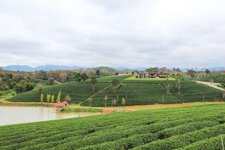 green nature at Choui Fong Tea Plantation, Mae Chan District, Chiang Rai ,Northern Thailand