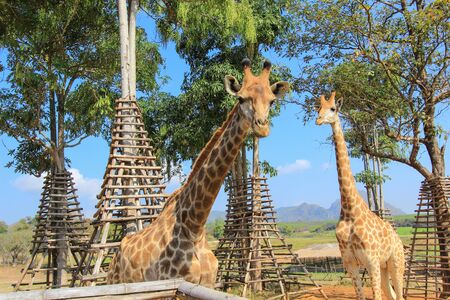 giraffes at Singha Park, Chiang Rai, Northern Thailandの写真素材