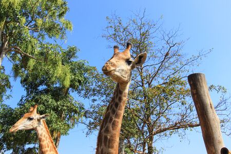 giraffes at Singha Park, Chiang Rai, Northern Thailandの写真素材