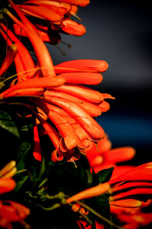 brilliant color of orange trumpetvineの写真素材