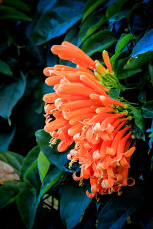 brilliant color of orange trumpetvineの写真素材