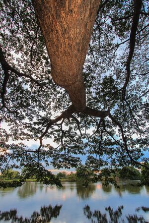 under the tree shades during sunsetの写真素材