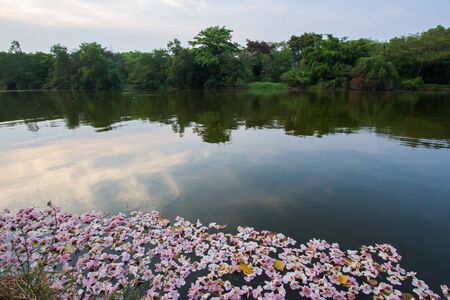 fallen rosy trumpet flowers in the pondの写真素材