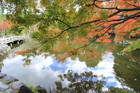 Fall foliage at Maruyama Park (a public park in the Higashiyama District, Kyoto, Japan)