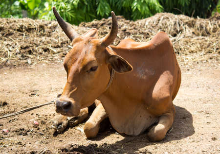 Thai cow takes a restの写真素材
