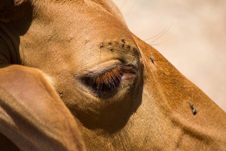 sleeping Thai cow,with some flies on its faceの写真素材